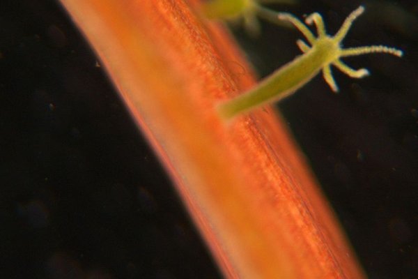 Kraken ссылка krakentor site