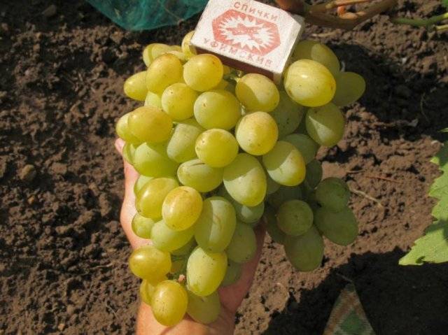 Кракен ссылка список