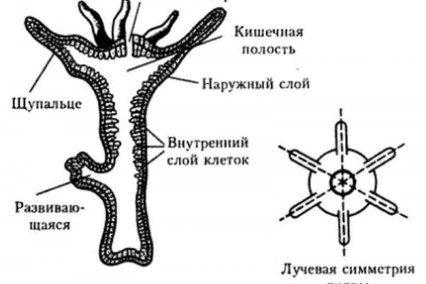 Тор браузер кракен