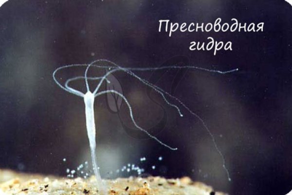 Кракен супернет что известно